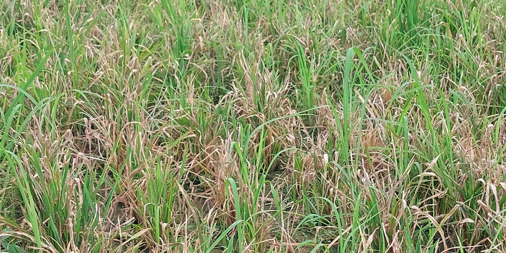 गोरखामा धानमा मरुवा रोग फैलिँदा किसान चिन्तित, कृषि ज्ञान केन्द्रले विषादी वितरण